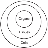 organization and patterns in Life, levels of organization for structure and function fig: lenv62015-examw_g21.png